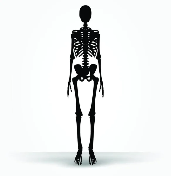 Imagem Vetora Silhueta Esqueleto Pose Padrão Isolada Fundo Branco —  Vetores de Stock