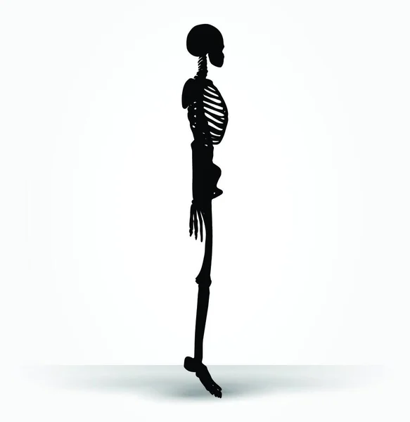 Vector Image Skeleton Silhouette Default Pose Isolated White Background — Stock Vector
