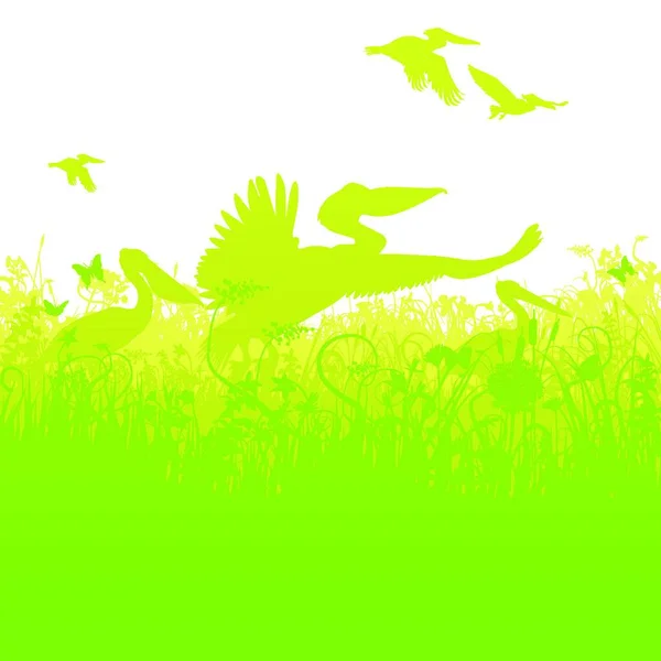 Vista Panorámica Aves Pelícanas Naturaleza Salvaje — Vector de stock