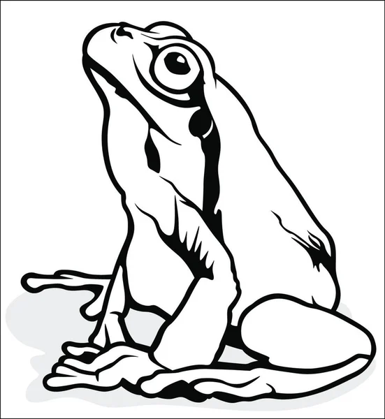 欧洲树蛙 Hyla Arborea 黑白图解 — 图库矢量图片