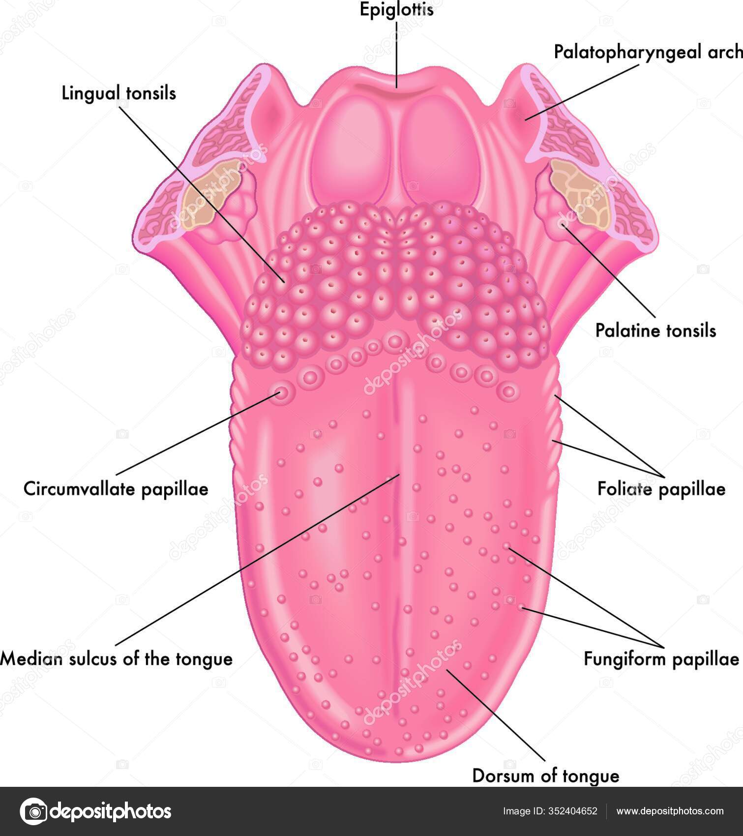 Vektorgrafiken Fungiform Papillae Vektorbilder Fungiform Papillae Depositphotos