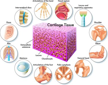 medical illustration of cartilage tissue and its position in the human body clipart