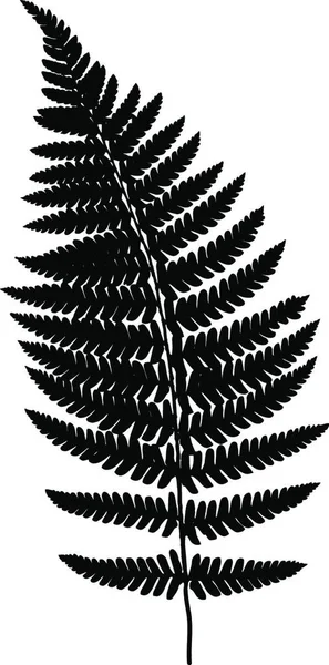 Silueta Negra Helecho Ilustración Vectorial Concepto Forestal — Vector de stock