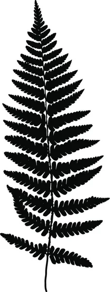 Fern Frond Black Silhouette Vector Illustration Forest Concept — Stock Vector