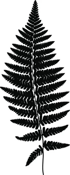 Fern Frond Silhouette Nera Illustrazione Vettoriale Concetto Foresta — Vettoriale Stock