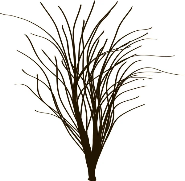 Zeichnung Einer Weide — Stockvektor