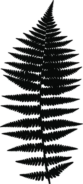 Silueta Negra Helecho Ilustración Vectorial Concepto Forestal — Vector de stock