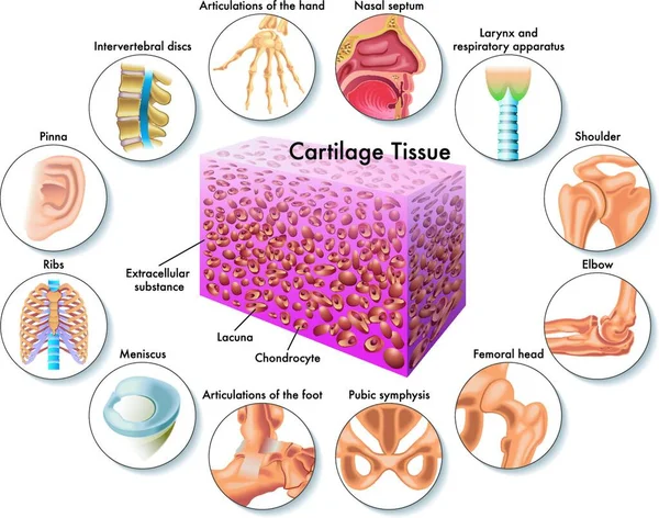 Illustration Médicale Tissu Cartilagineux Position Dans Corps Humain — Image vectorielle