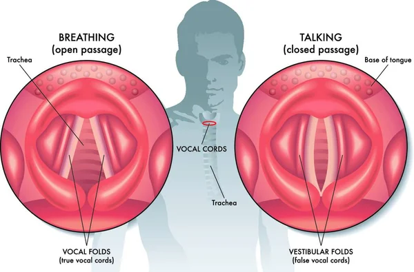 Ilustração Médica Anatomia Das Pregas Vocais —  Vetores de Stock