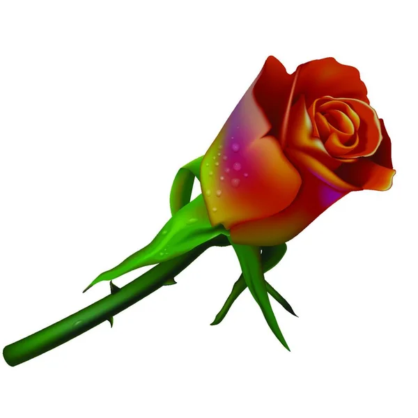 Ślub Czerwona Róża Rosą Kolorowe Ilustracje Wektor — Wektor stockowy