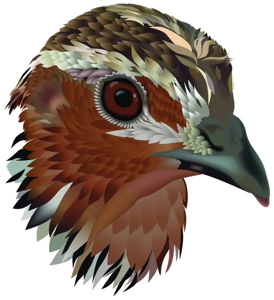 一般的なウズラ Coturnix Coturnix 鳥の頭 カラーイラスト ベクター — ストックベクタ