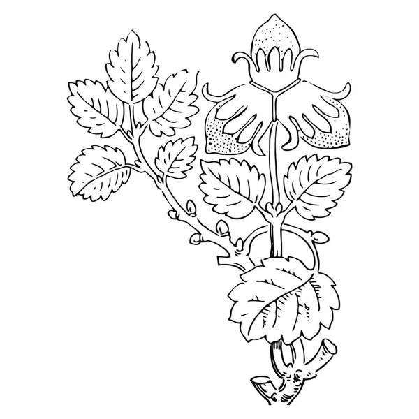 Handgetekende Illustratie Van Takje Met Bloemen Bladeren Barokke Vector Korenbloemen — Stockvector