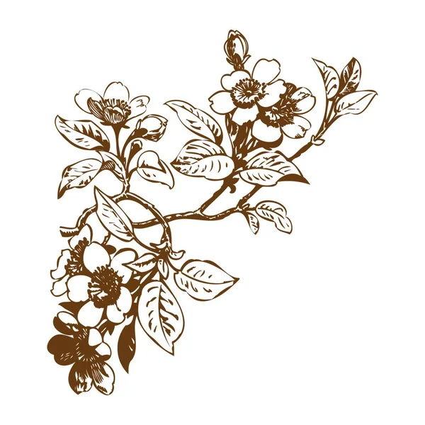 Kirschzweige Mit Blüten Sakura Vektor Illustration — Stockvektor