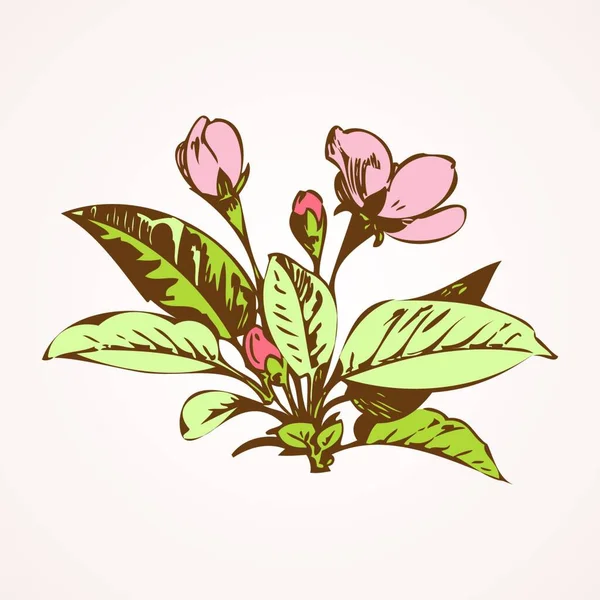 Ramos Cereja Com Flores Ilustração Vetorial Sakura —  Vetores de Stock