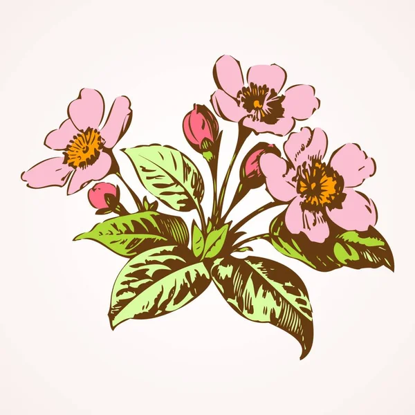 Ramos Cereja Com Flores Ilustração Vetorial Sakura — Vetor de Stock