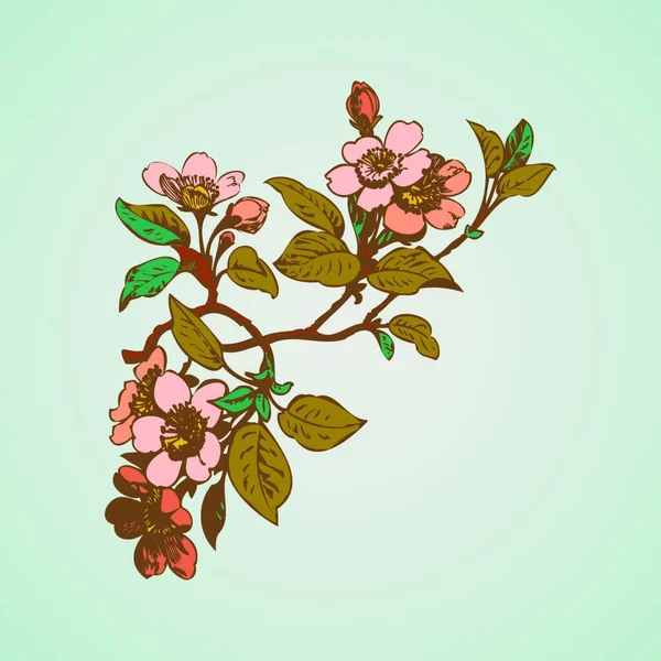 Вишневые Ветви Цветами Векторная Иллюстрация Сакуры — стоковый вектор