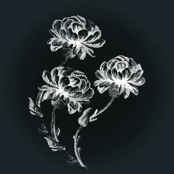 손으로 Peony Vintage Black Background Vector Illustration Real Sketch — 스톡 벡터