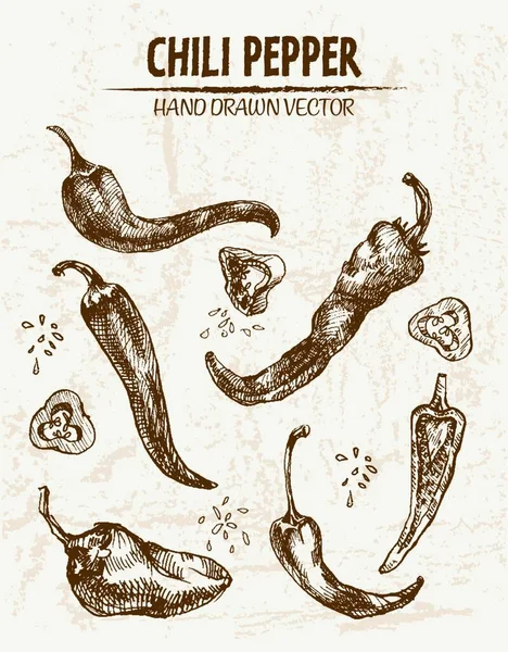 Digital Vector Línea Detallada Arte Chili Pepeper Vegetal Mano Dibujado — Archivo Imágenes Vectoriales