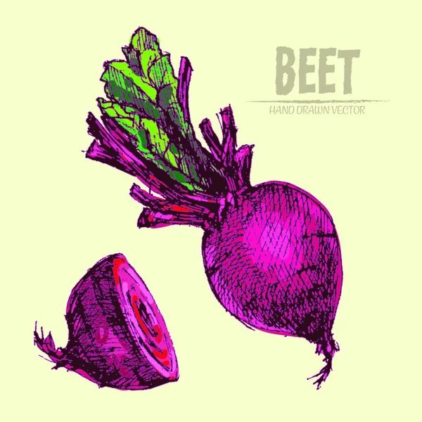 Digital Vector Detailed Line Art Color Beet Vegetable Hand Drawn — Stock Vector
