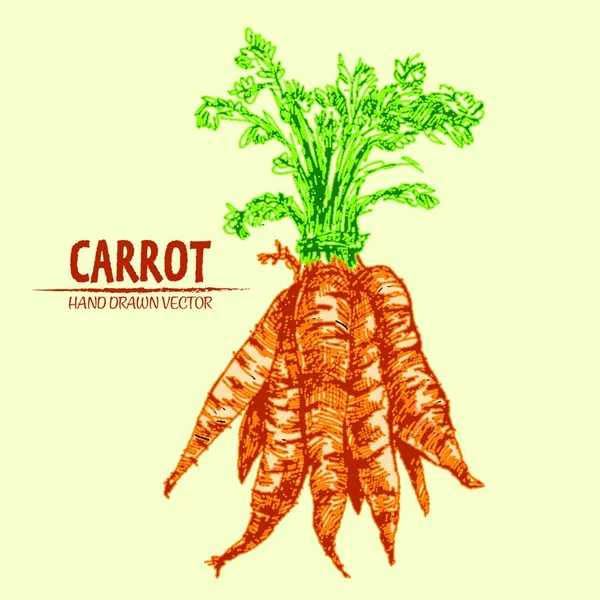 Цифровой Вектор Детализированной Линии Искусства Морковь Цвета Овощной Ручной Работы — стоковый вектор