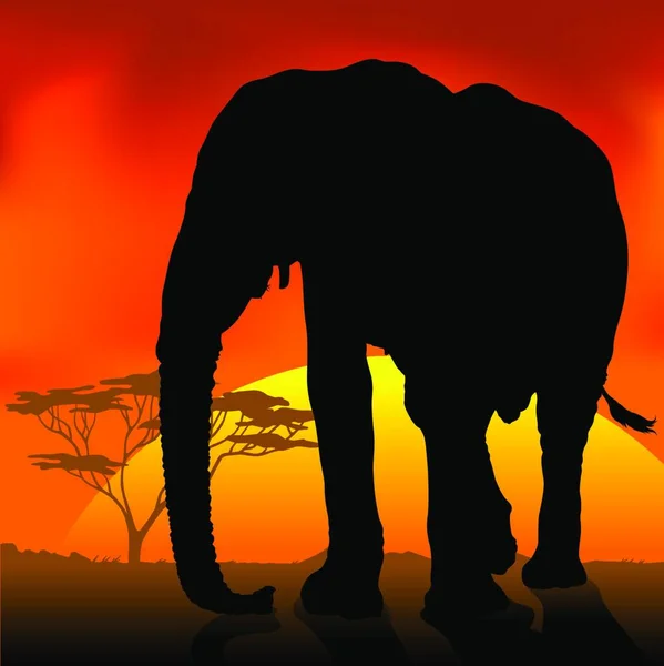 Silhouette Éléphant Coucher Soleil Africain Illustration Fond Colorée Vecteur — Image vectorielle