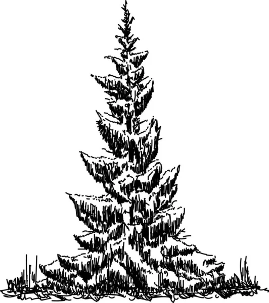 2016 Smrk Maly1 Royalty Free Stock Vectors