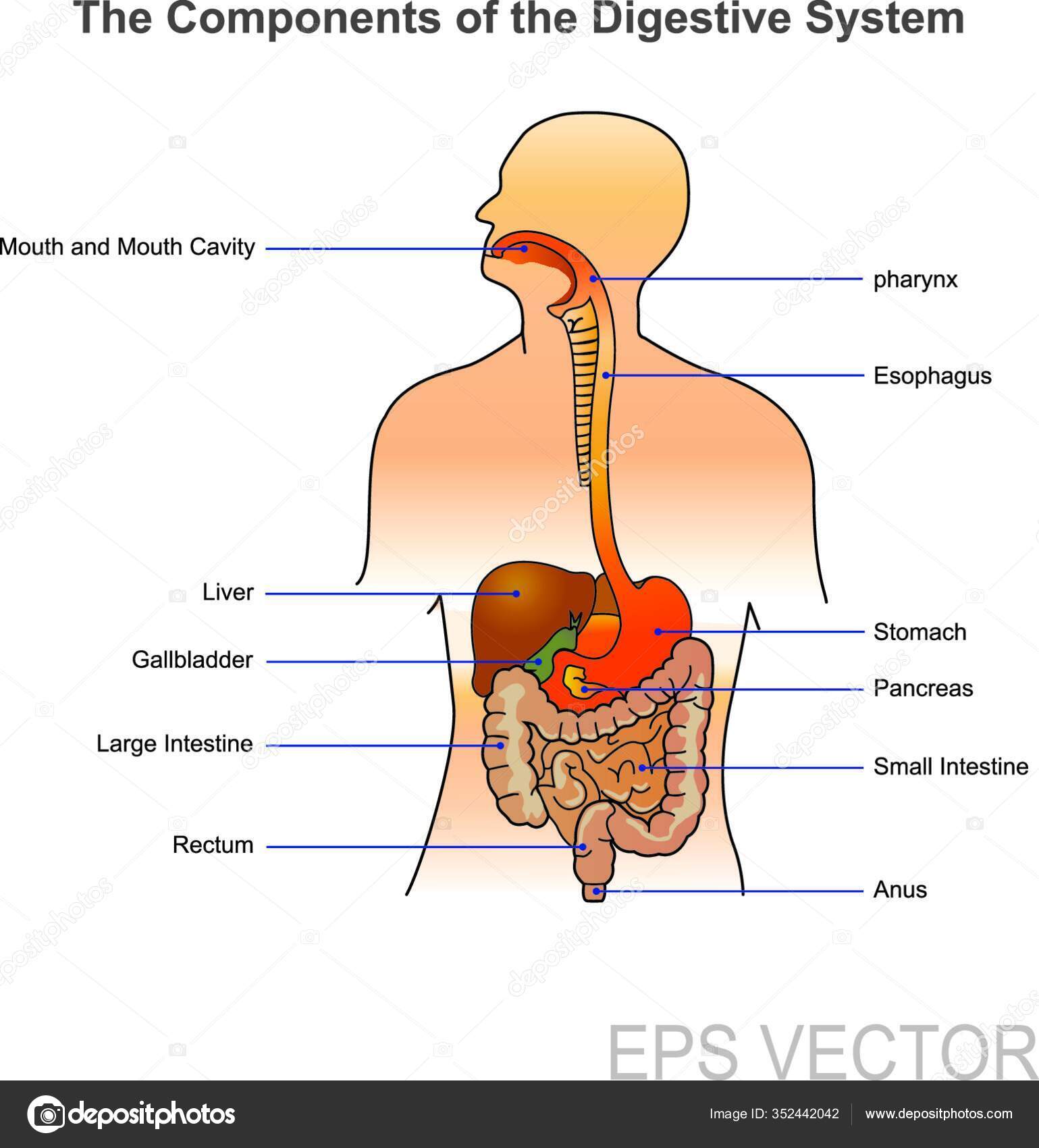 Sistema Digestivo Humano Consiste Trato Gastrointestinal Mais Órgãos  Acessórios Digestão Vetor de ©PantherMediaSeller 352442042, image size:1539x1700