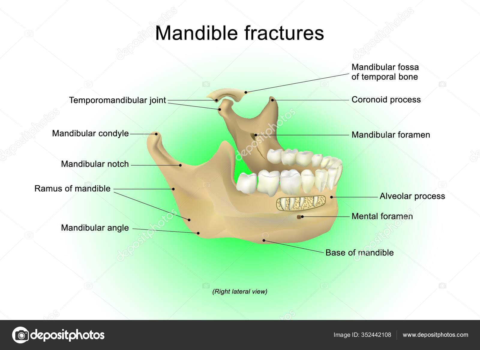 Mandíbula: Anatomia, estruturas e fraturas
