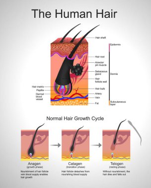 Hair follows a specific growth cycle with three distinct and concurrent phases anagen, catagen, and telogen phases. Each phase has specific characteristics that determine the length of the hair.  clipart