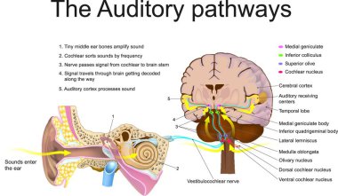 The auditory system is the sensory system for the sense of hearing. It includes both the sensory organs the ears and the auditory parts of the sensory system. clipart