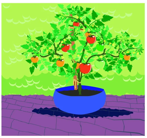 Een Klassieke Tomatenplant Gelukkig Groeiend Een Grote Blauwe Geïmproviseerde Plastic — Stockvector