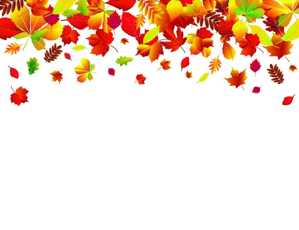 Set Different Autumn Leaves White Background — Stock Vector