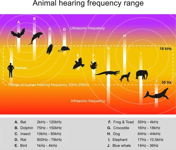 いくつかの動物種は 人間の聴覚範囲をはるかに超えて周波数をよく聞くことができます 例えばイルカやコウモリは周波数を聞くことができます — ストックベクタ