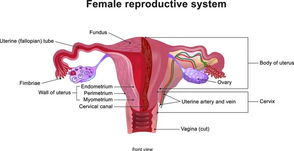 女性生殖系统 或女性生殖系统 包含两个主要部分 子宫是发育中胎儿的宿主 产生阴道和子宫分泌物 说明性解剖体 — 图库矢量图片