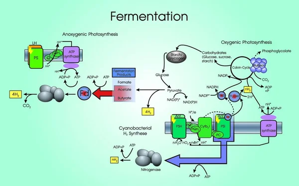 Fermentering Metabolisk Process Som Omvandlar Socker Till Syror Gaser Eller — Stock vektor