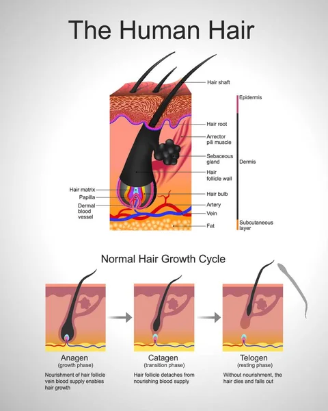 Părul Urmează Ciclu Specific Creștere Trei Faze Distincte Concurente Anagen — Vector de stoc
