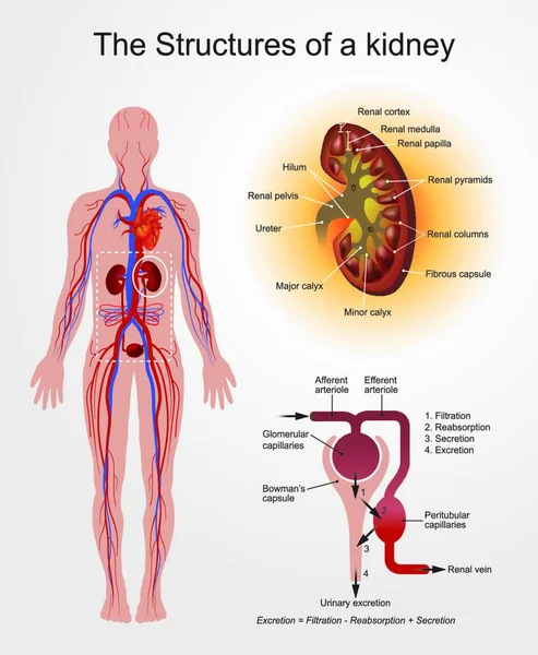 肾脏的豆形的器官 在脊椎动物中几个重要的调控作用 其主要功能是调节血液 维持高 稳态中电解质的平衡 — 图库矢量图片