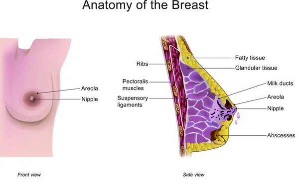 胸部是在雌性灵长类动物和雄性灵长类动物的上腹部位发现的两个隆起物之一 在雌性中 它起到乳腺的作用 生产和分泌牛奶并喂养婴儿 说明性解剖体 — 图库矢量图片