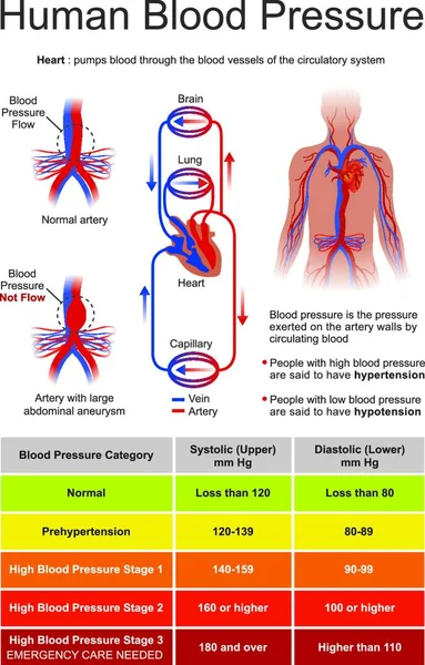 Blood Pressure Pressure Circulating Blood Walls Blood Vessels Used Further — Stock Vector