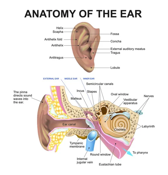 Human Ear Anatomy Vector Illustration — Stock Vector