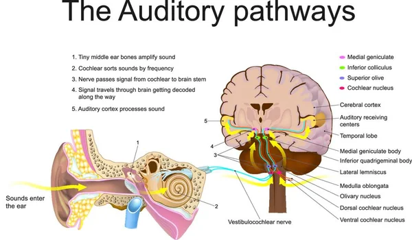 Système Auditif Est Système Sensoriel Pour Sens Audition Comprend Fois — Image vectorielle