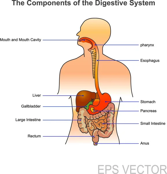 Sistema Digestivo Umano Costituito Dal Tratto Gastrointestinale Più Gli Organi — Vettoriale Stock