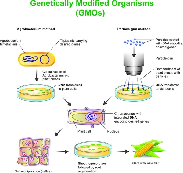 转基因生物 Genetically Modified Organism 简称Gmo 是一种生物或微生物 其遗传物质被改变为含有来自另一生物体的一段Dna — 图库矢量图片