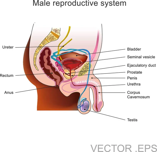 Hím Reproduktív Rendszer Számos Nemi Szervből Áll Amelyek Szerepet Játszanak — Stock Vector