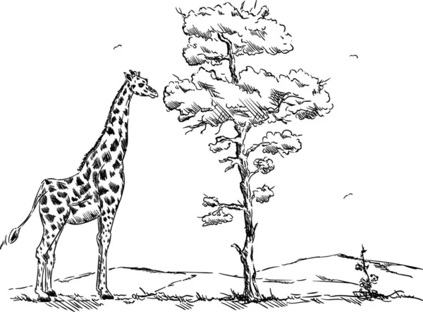 Vetor Isolamento Girafa Segundo Plano — Vetor de Stock