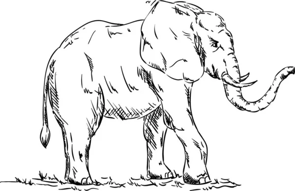 Vector Elefante Animal Isolatet Fondo — Archivo Imágenes Vectoriales