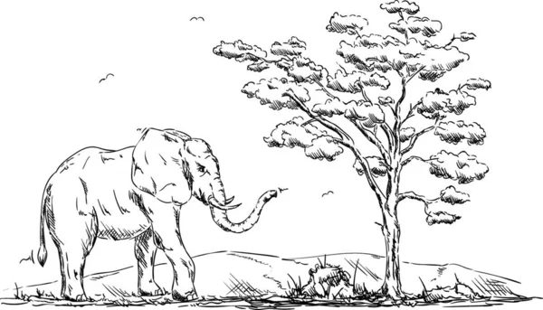 Vector Elefante Animal Isolatet Fondo — Archivo Imágenes Vectoriales