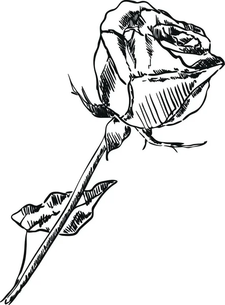 Vecteur Rose Isolée Sur Fond — Image vectorielle