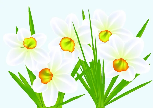 Narcisos Cielo Azul Flor Vectorial — Vector de stock