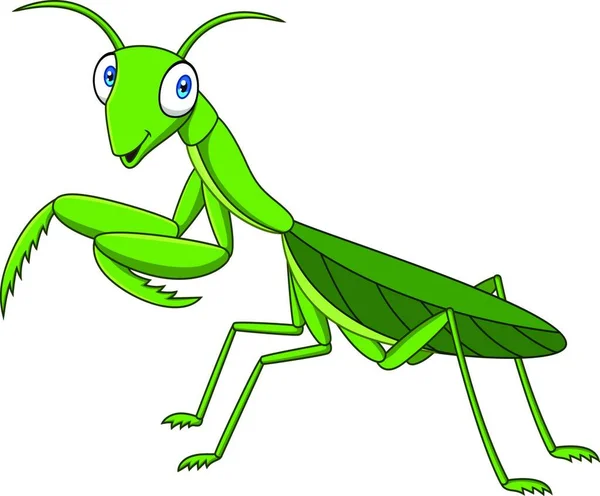 Cartoon Green Mantis White Background — Stock Vector